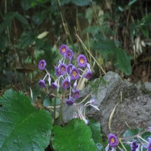 イワタバコの花