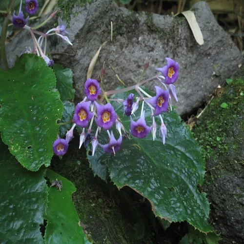 イワタバコの花
