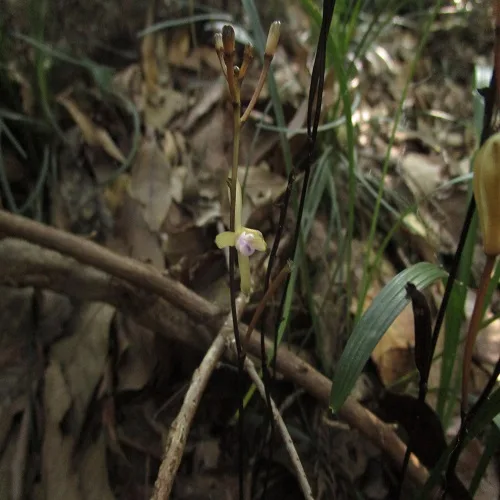 トサノクロムヨウランの花