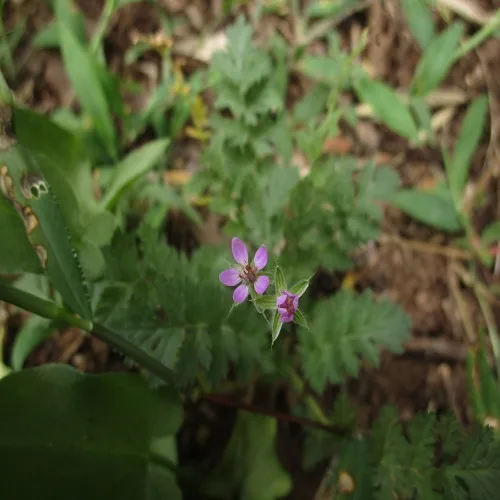 オランダフウロの花