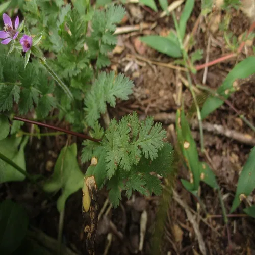オランダフウロの葉