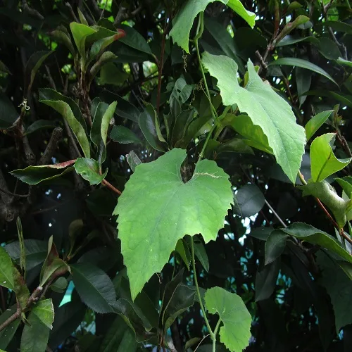 カラスウリの葉