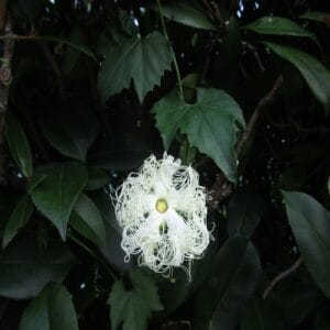 キカラスウリの花