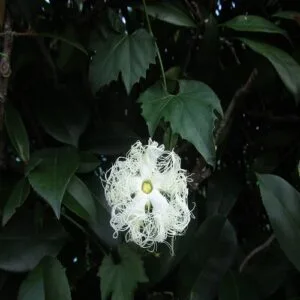 キカラスウリの花