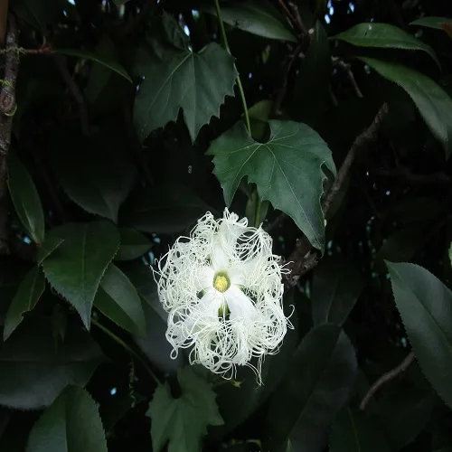 キカラスウリの花