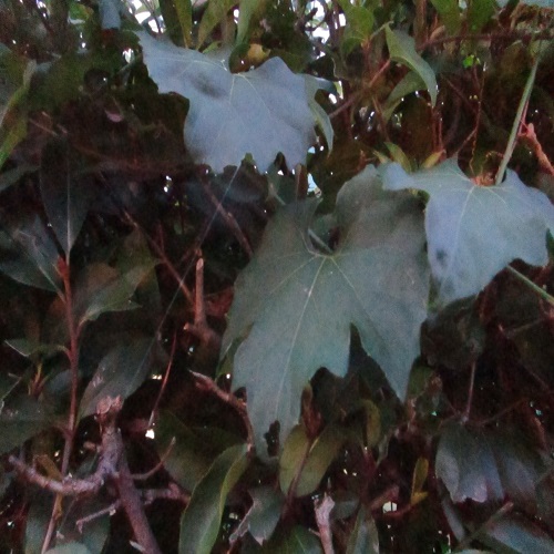 キカラスウリの葉