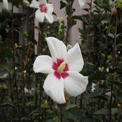 ムクゲの白色の花