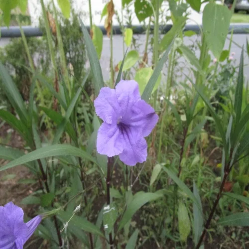 ムラサキルエリアの花