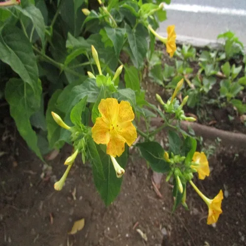 オシロイバナの花
