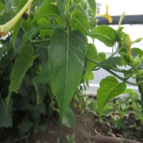 オシロイバナの葉