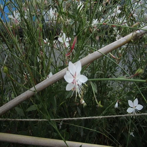ヤマモモソウの花