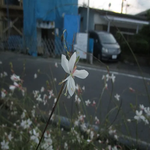 ヤマモモソウの花