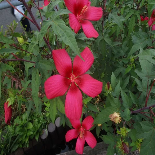 モミジアオイの花