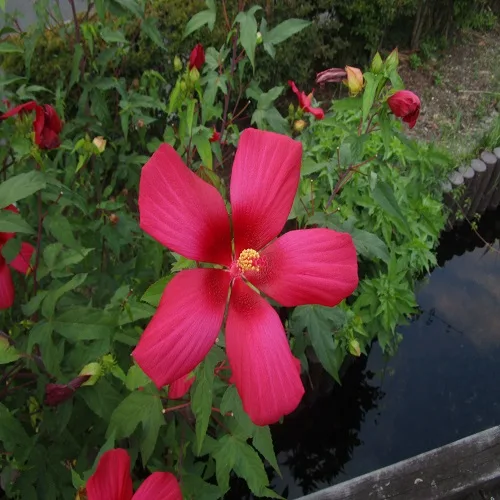 モミジアオイの花