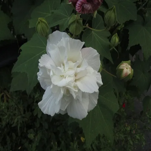 スイフヨウの花