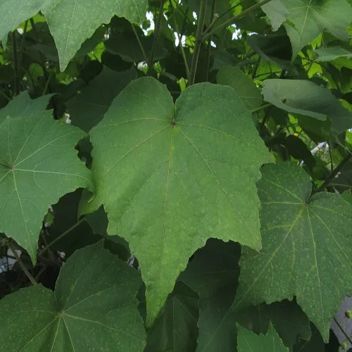 スイフヨウの葉