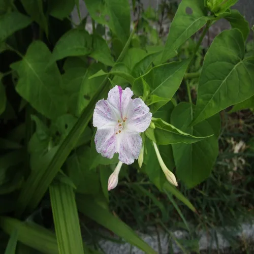 オシロイバナの花