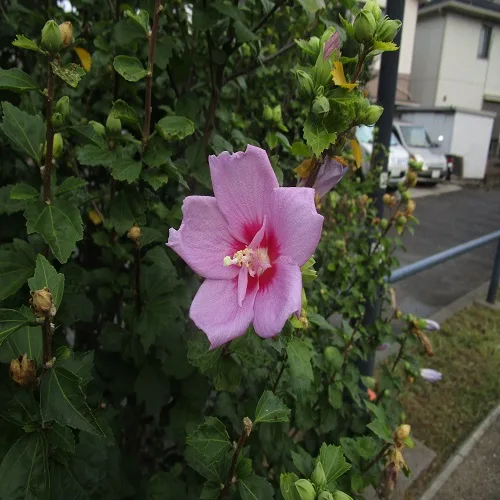 ムクゲの花