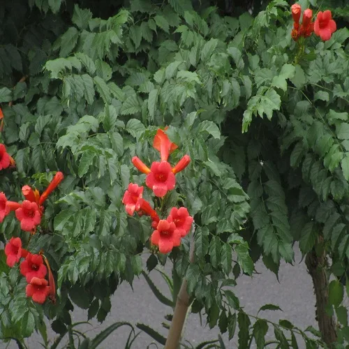 ノウゼンカズラの花