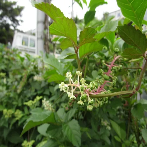 ヨウシュヤマゴボウの花