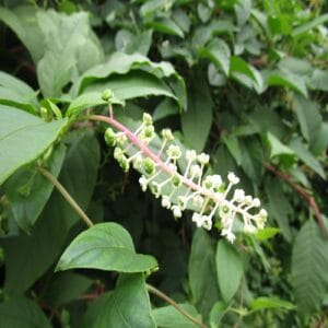 ヨウシュヤマゴボウの花