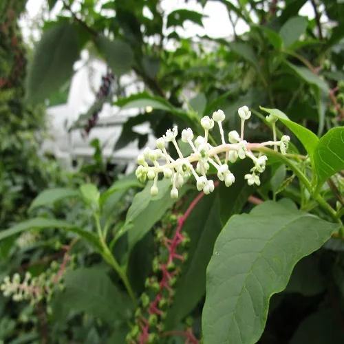 ヨウシュヤマゴボウの花