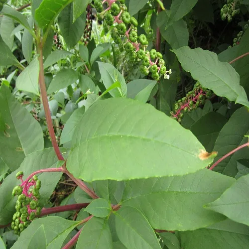 ヨウシュヤマゴボウの葉