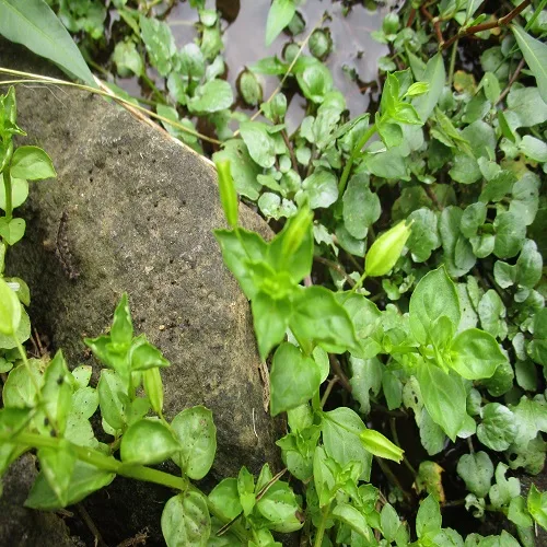 ミゾホオズキの葉