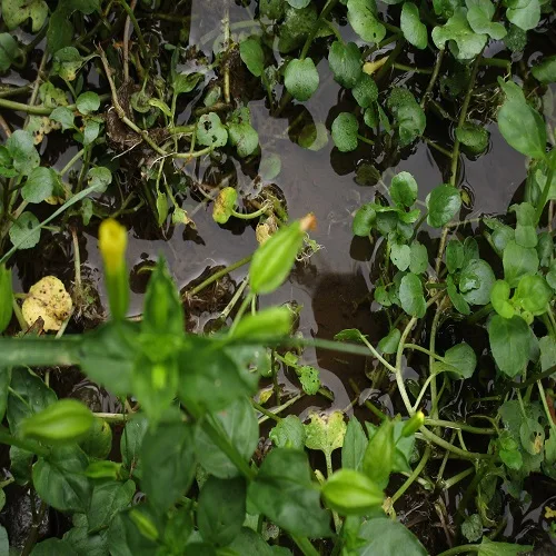 ミゾホオズキの果実