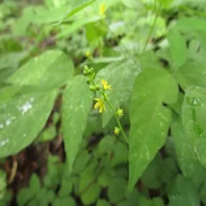 ヒメキンミズヒキの花