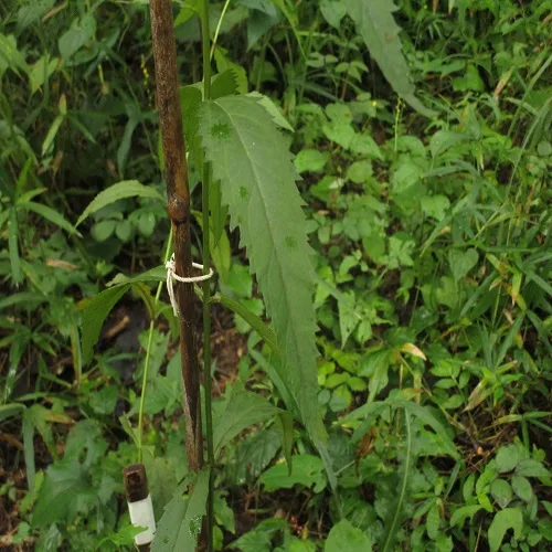 ヤマトラノオの葉