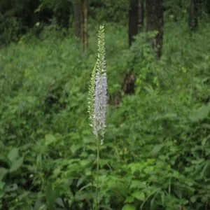 ヤマトラノオの花