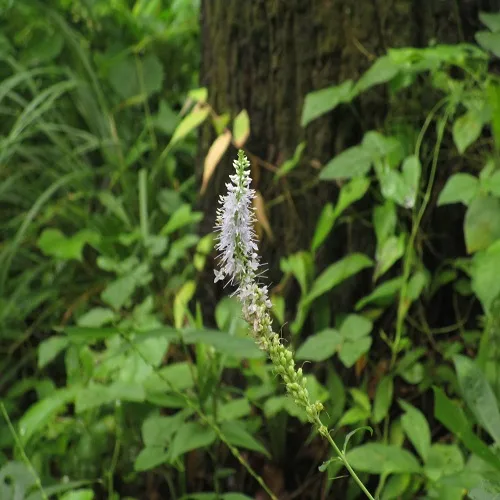 ヤマトラノオの花