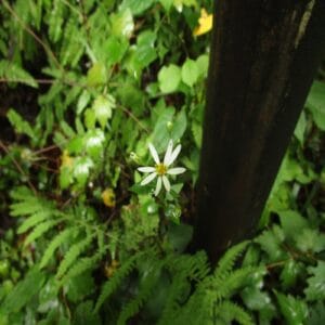 シラヤマギクの花