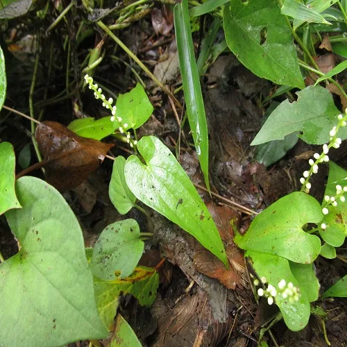 ヤマノイモの葉