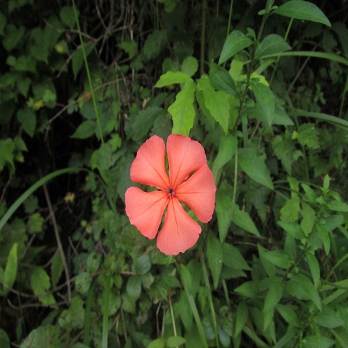 フシグロセンノウの花