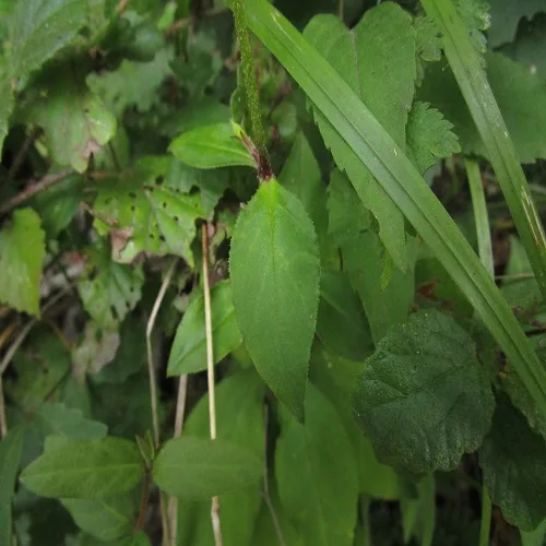 フシグロセンノウの葉