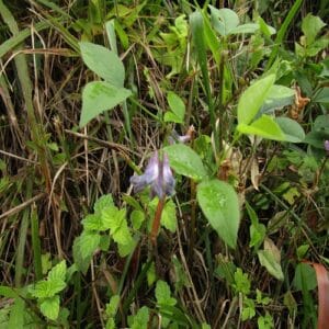 ナンテンハギの花