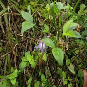 ナンテンハギの花