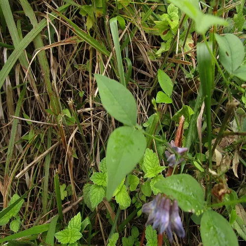 ナンテンハギの葉