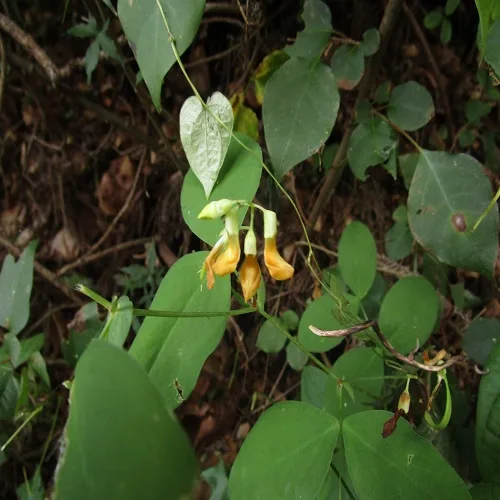 イタチササゲの花