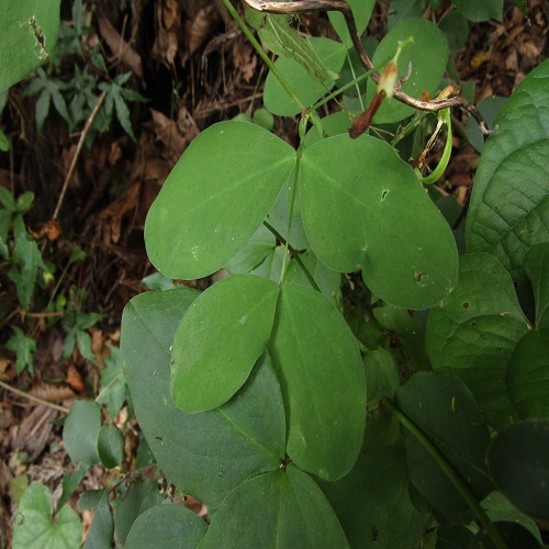 イタチササゲの葉