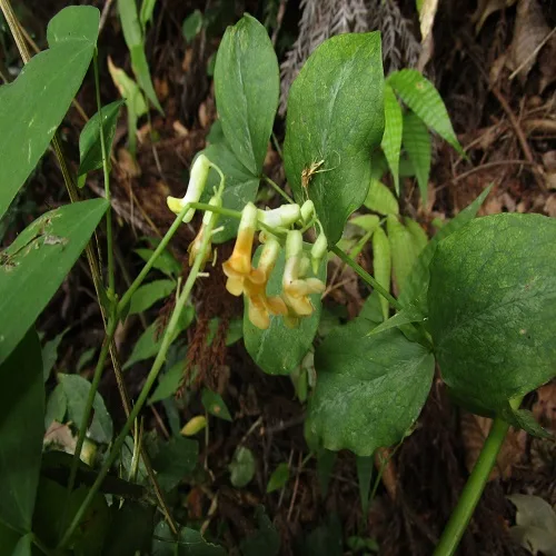 イタチササゲの花