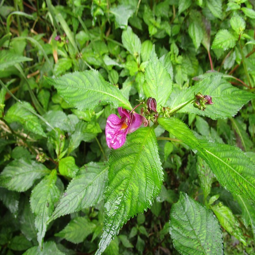 ツリフネソウの花