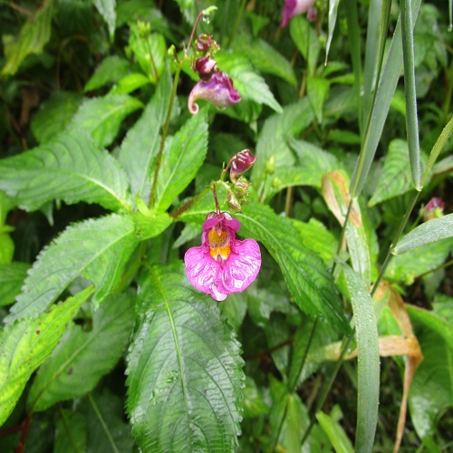 ツリフネソウの花