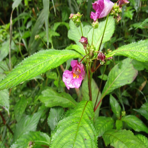 ツリフネソウの花