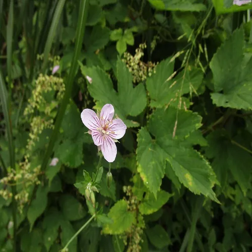 タチフウロの花