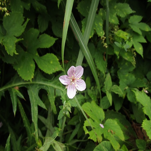 タチフウロの花