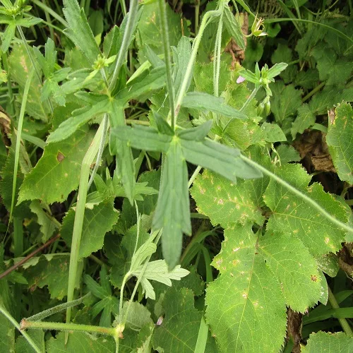 タチフウロの葉