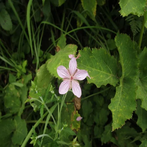 タチフウロの花